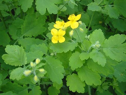 Celandine, which removes papillomas at home