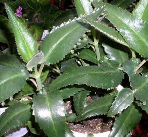 Kalanchoe leaves are used as compresses for papillomas