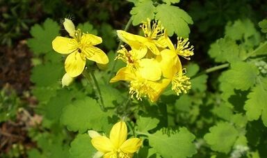 Rules for using Celandine by warts