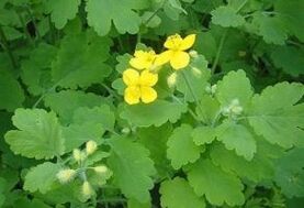 celandine herb for warts